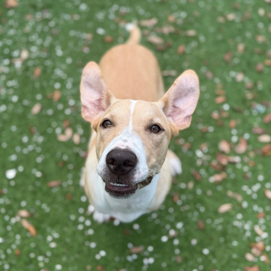 STARBRIGHT 0382 AKA Scout