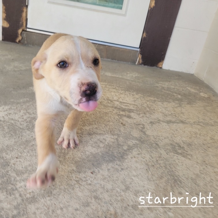 STARBRIGHT 0382 AKA Scout