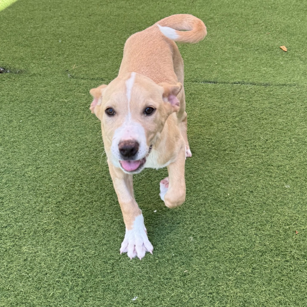 STARBRIGHT 0382 AKA Scout