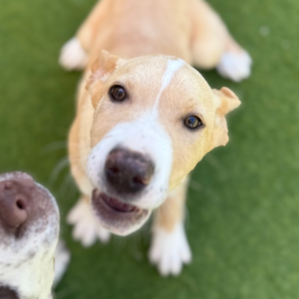 STARBRIGHT 0382 AKA Scout