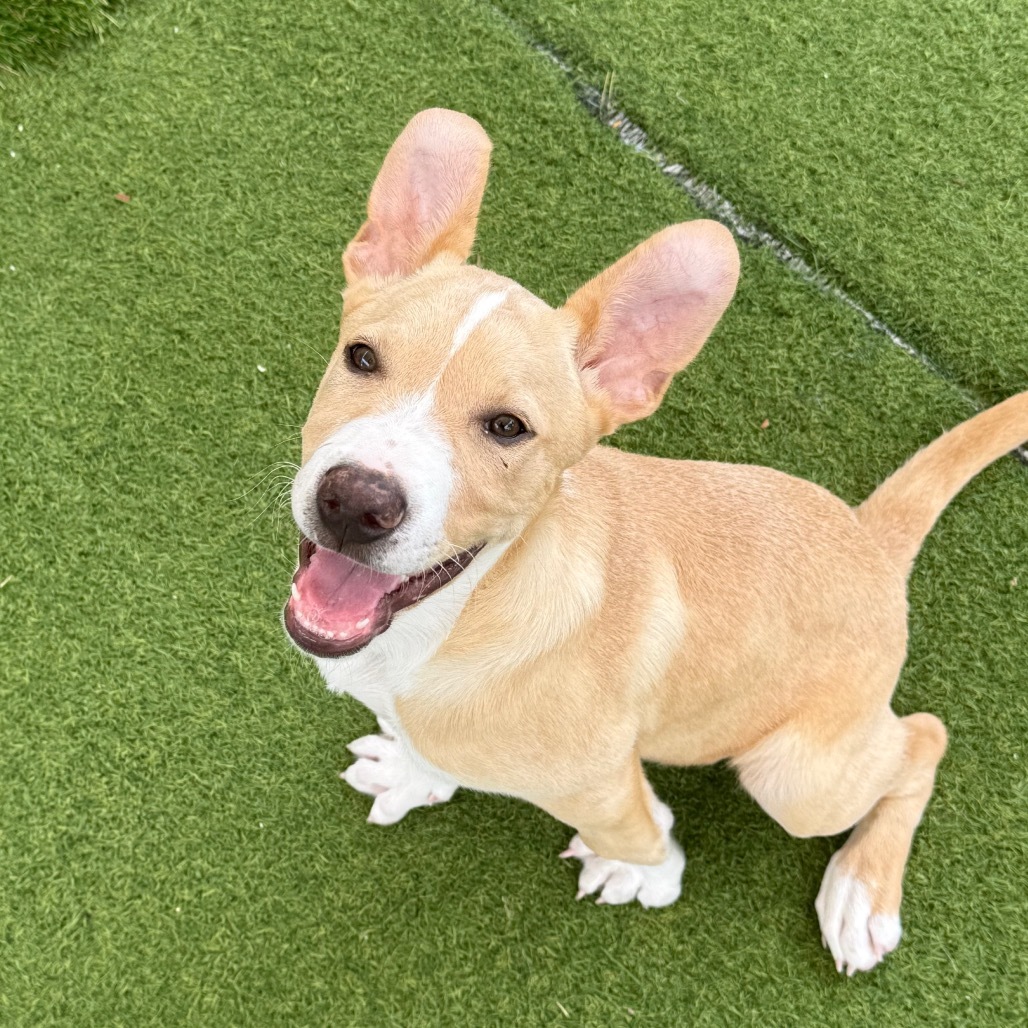 STARBRIGHT 0382 AKA Scout