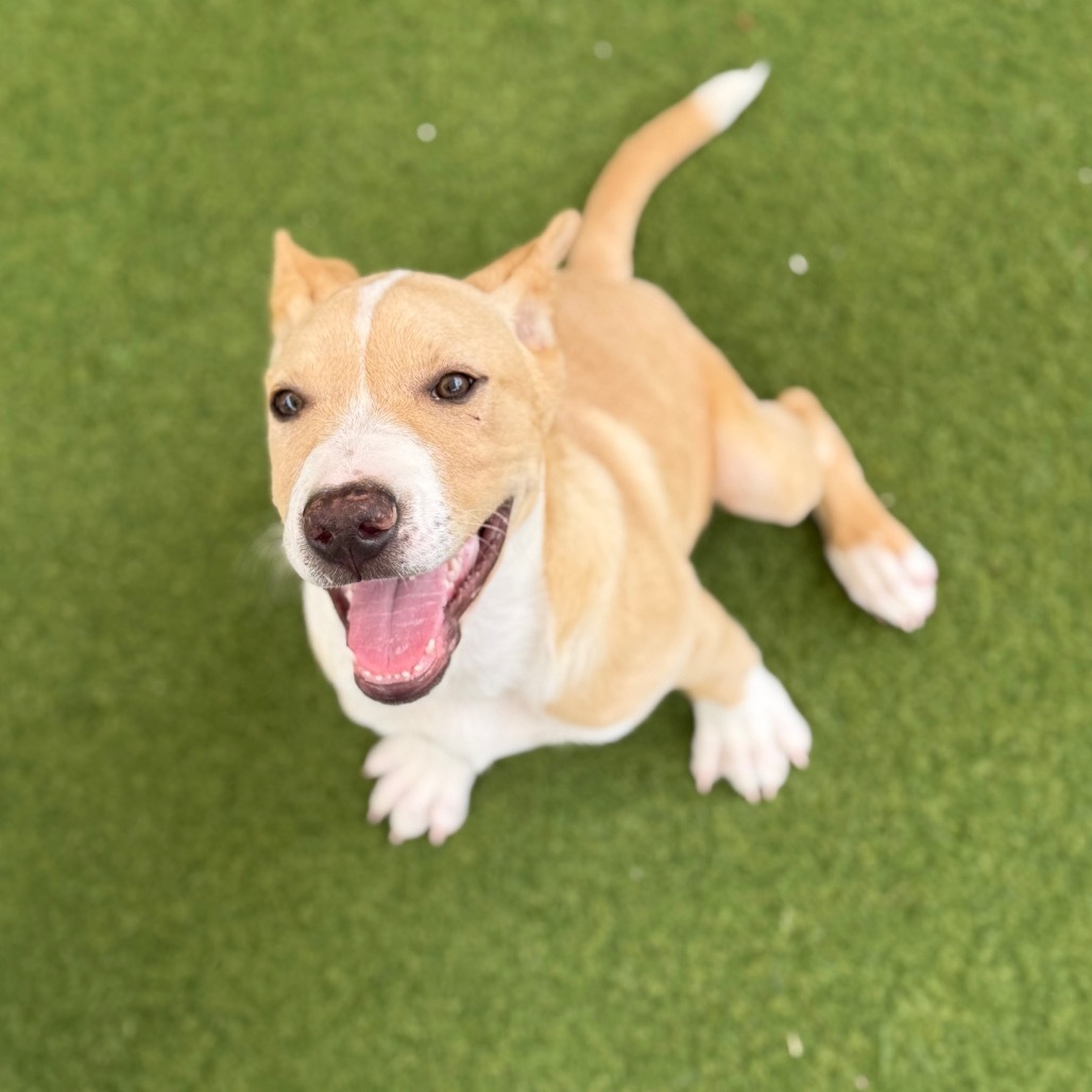 STARBRIGHT 0382 AKA Scout