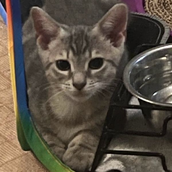 Oakley