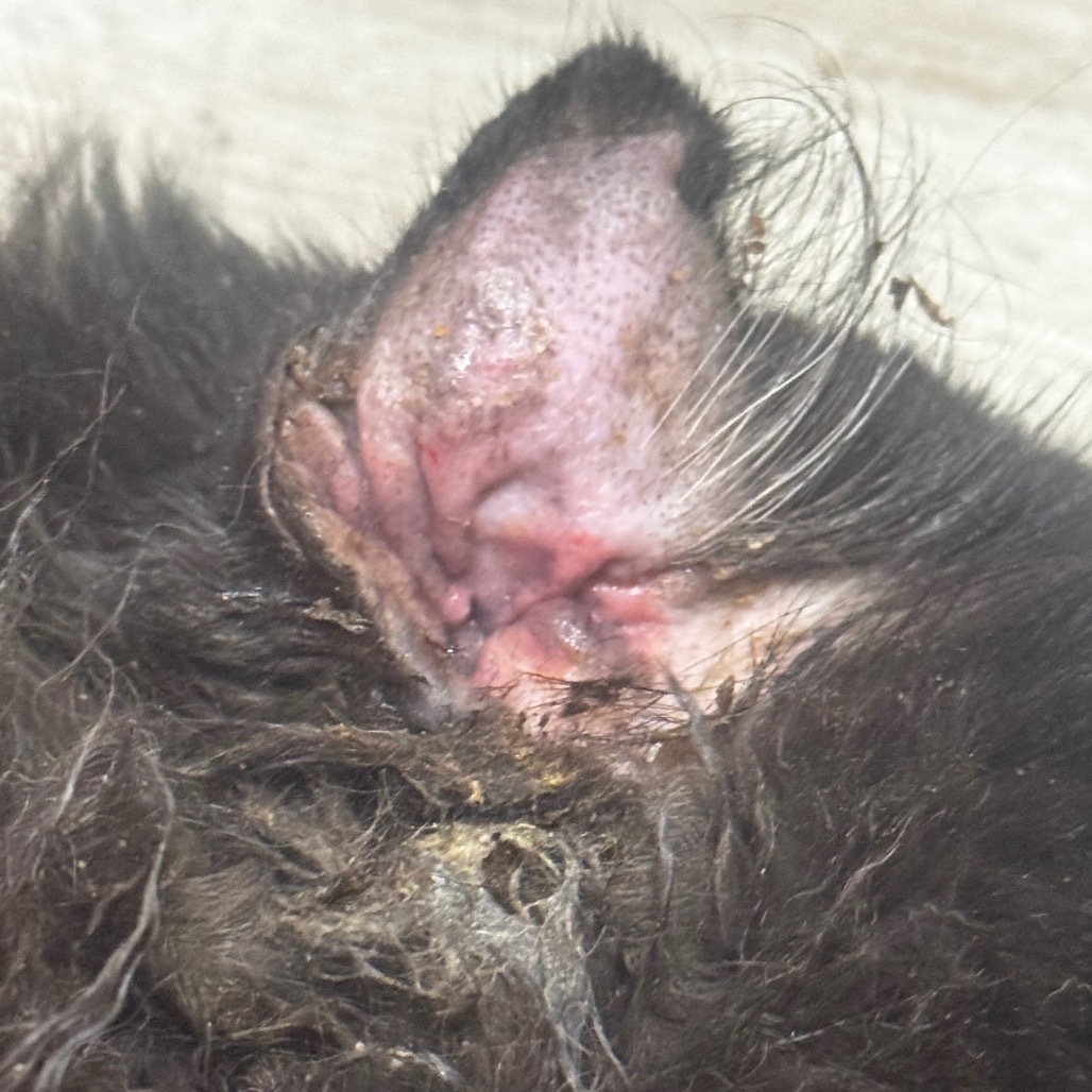 Missy aka Miss Kitty