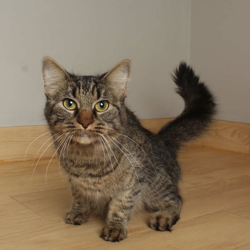 Sarabi C64991, an adoptable Pixiebob in Minnetonka, MN, 55345 | Photo Image 1