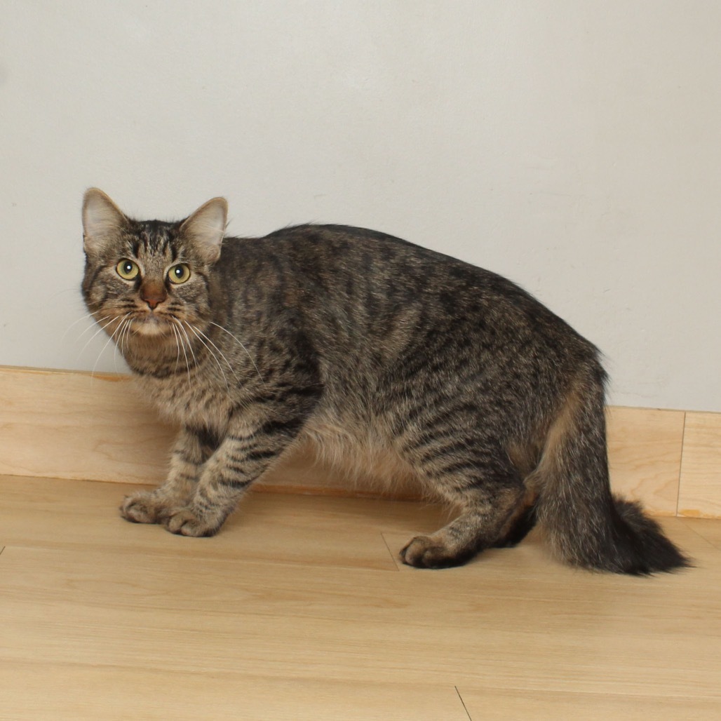 Sarabi C64991, an adoptable Pixiebob in Minnetonka, MN, 55345 | Photo Image 2