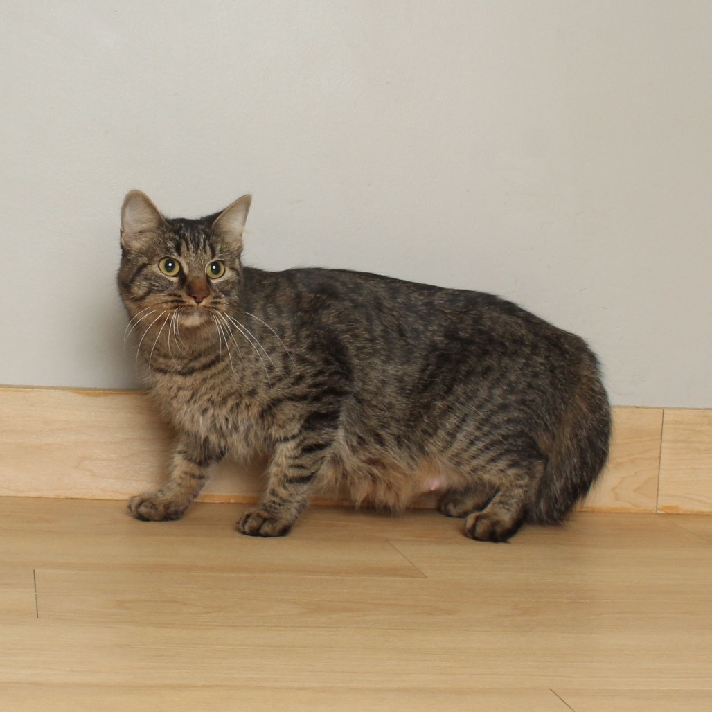 Sarabi C64991, an adoptable Pixiebob in Minnetonka, MN, 55345 | Photo Image 3