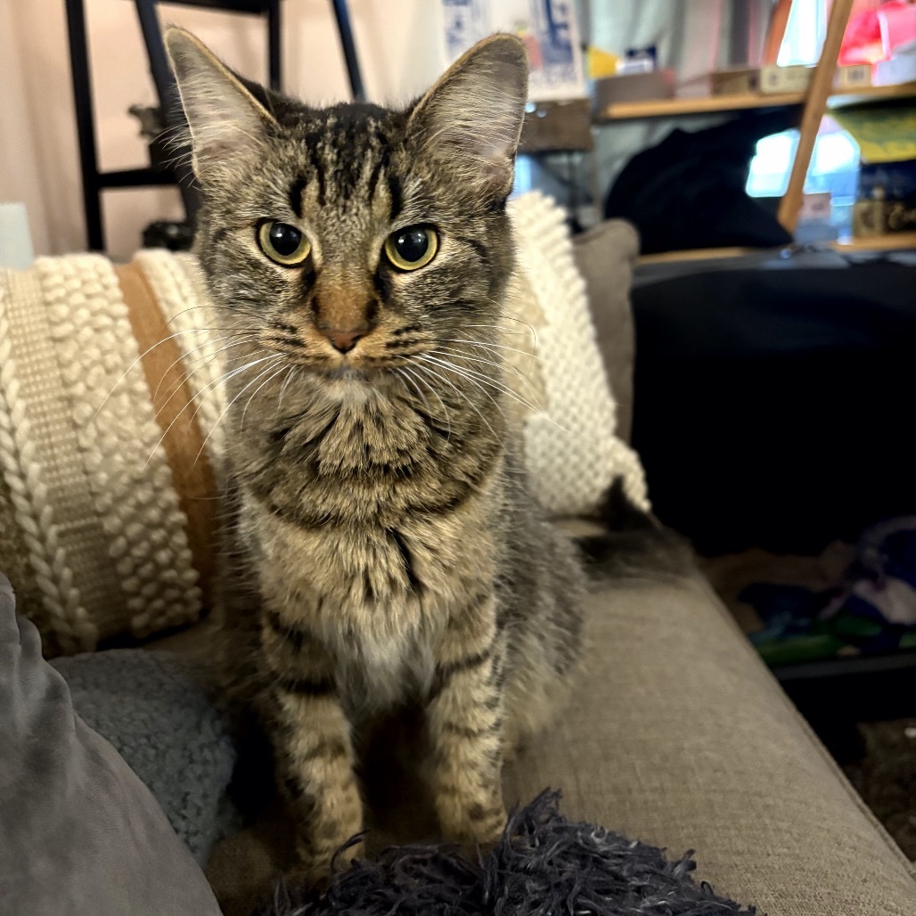 Sarabi C64991, an adoptable Pixiebob in Minnetonka, MN, 55345 | Photo Image 4