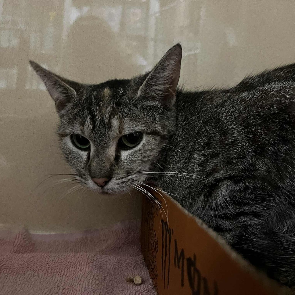SVAS-Stray-37493