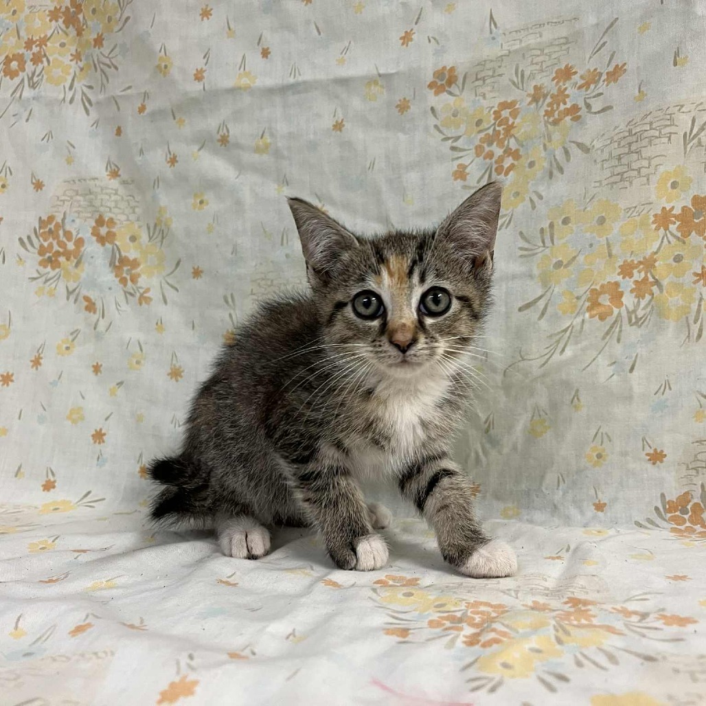 SVAS-Stray-37496