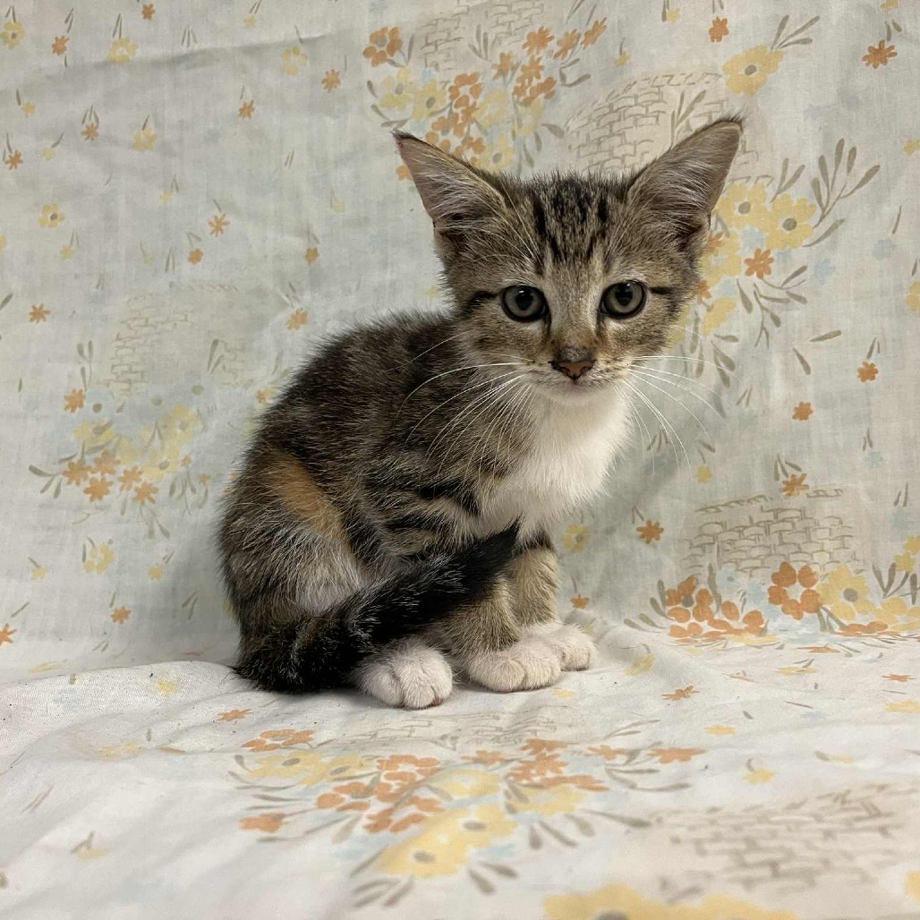 SVAS-Stray-37499