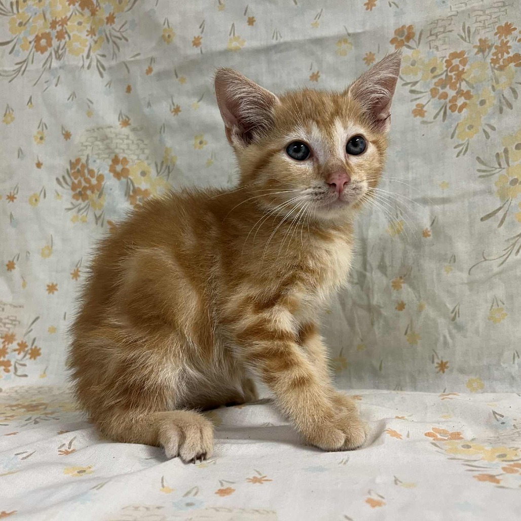 SVAS-Stray-37495