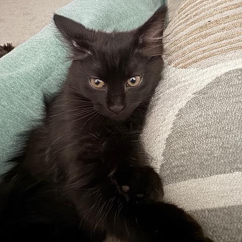 Onyx photo 1