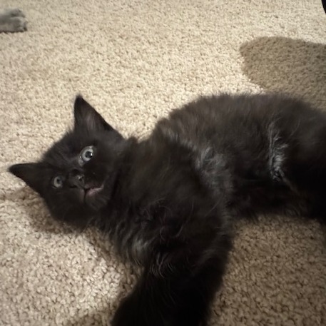 Onyx