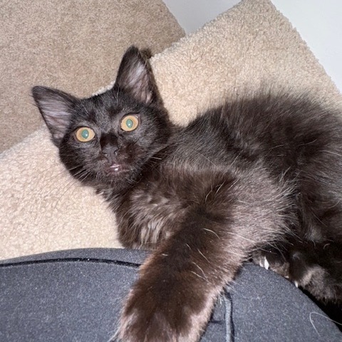 Onyx