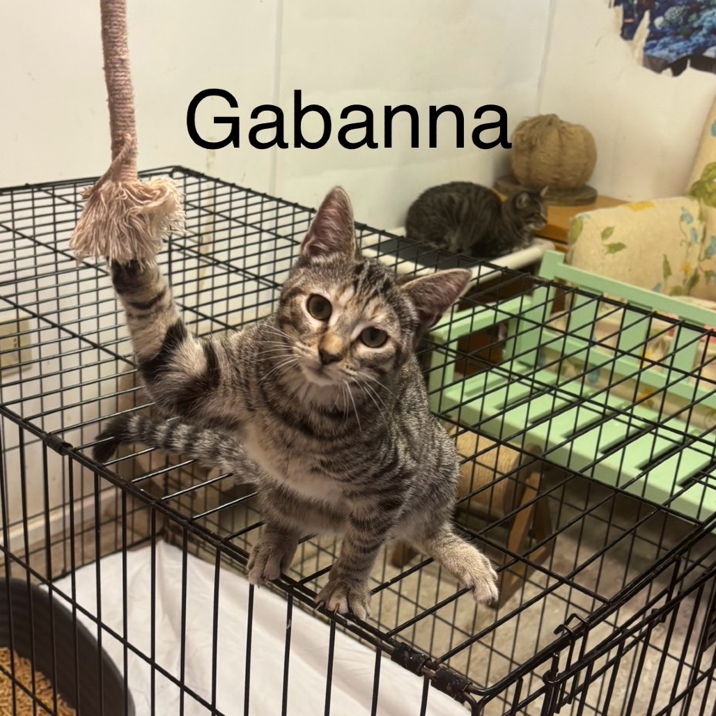 Gabanna
