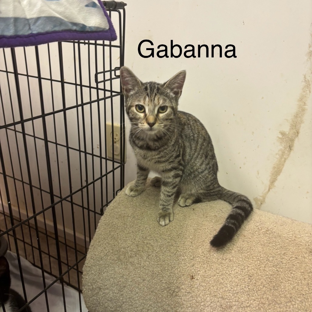 Gabanna