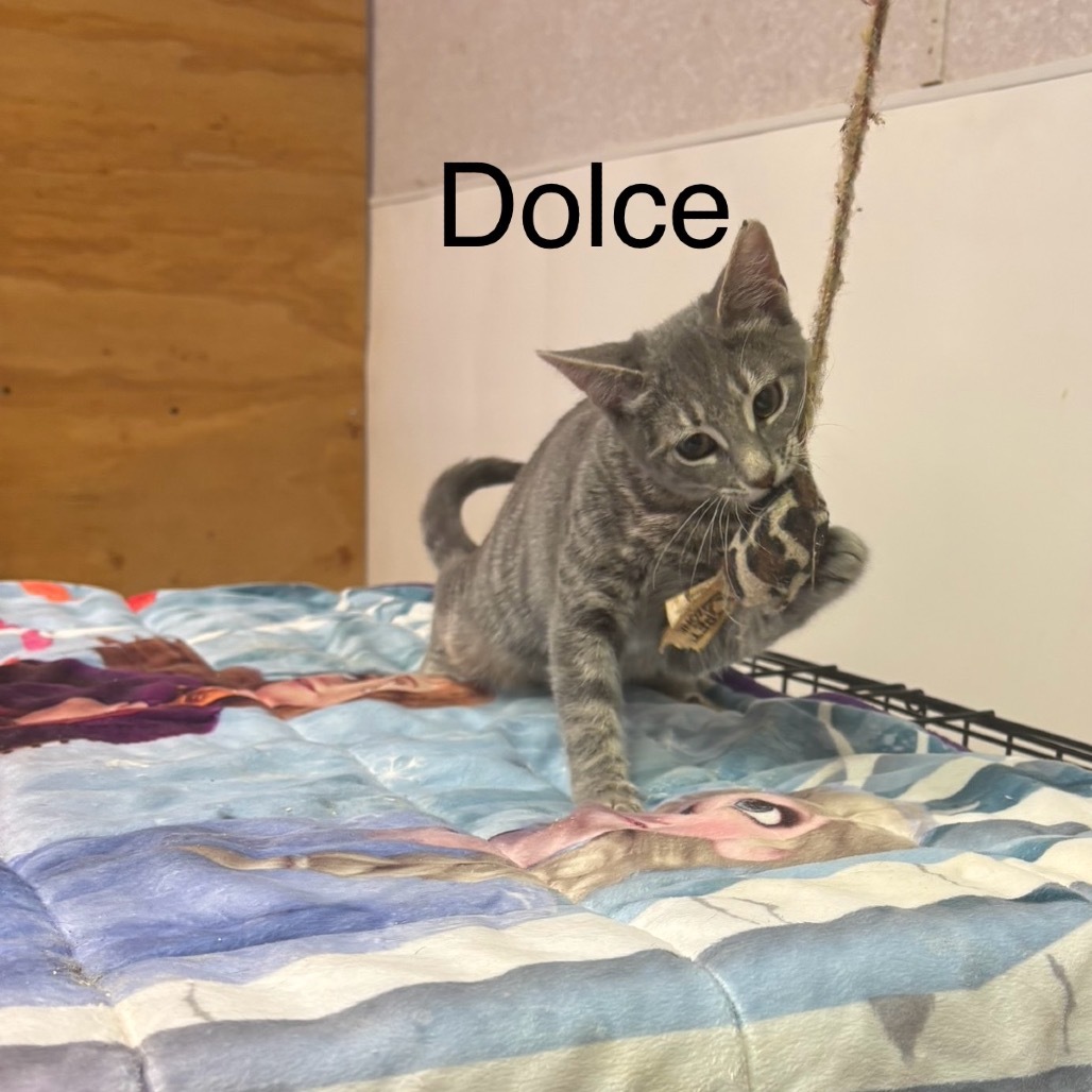 Dolce