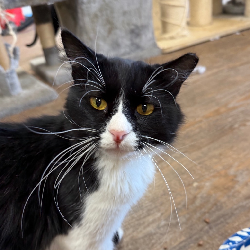 Mr. J, an adoptable Domestic Long Hair in Midland, TX, 79701 | Photo Image 1