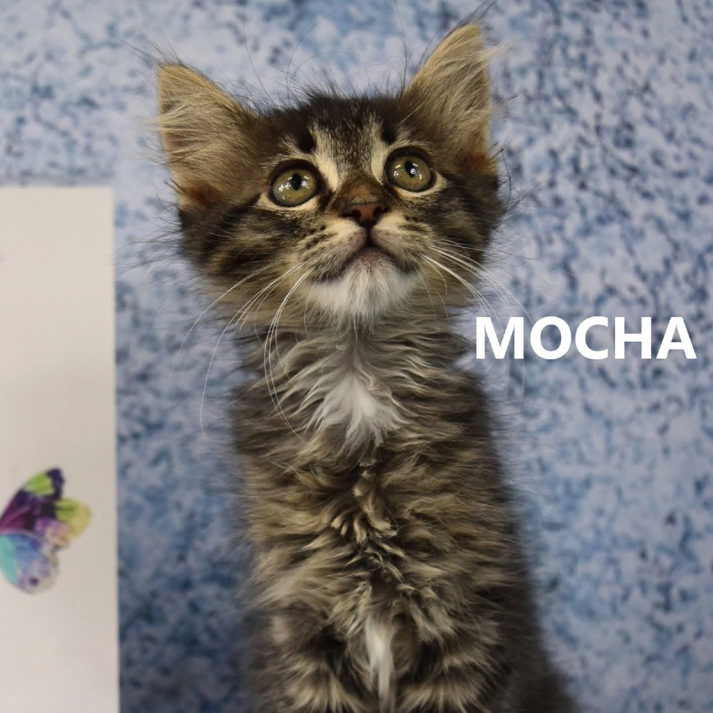 Mocha