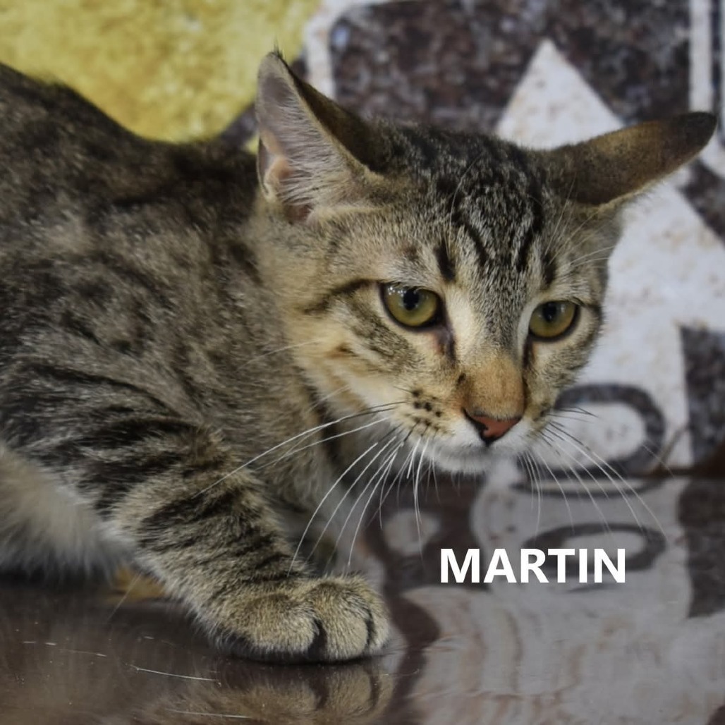 Martin, an adoptable Domestic Short Hair in Yuma, AZ, 85365 | Photo Image 1