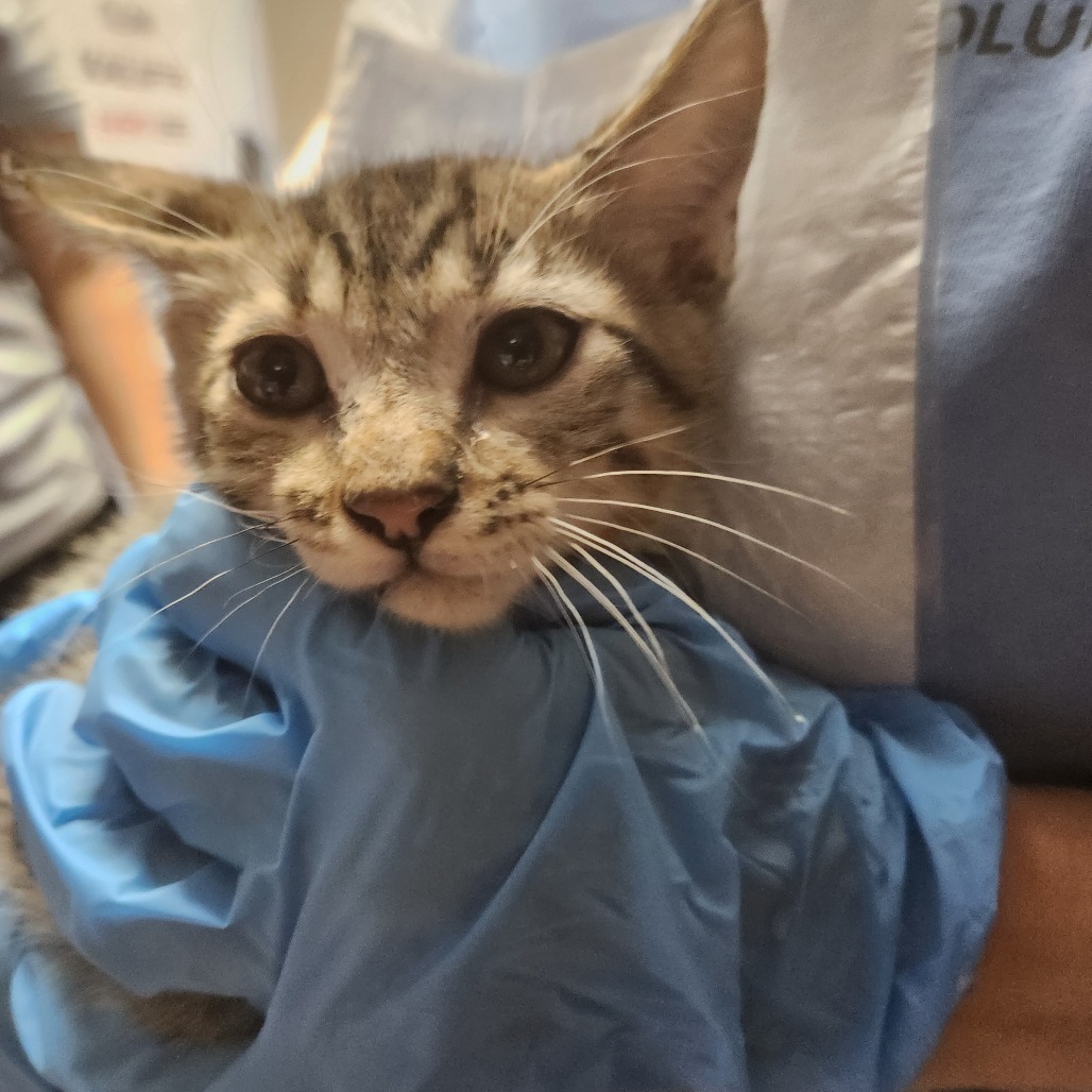 Martin, an adoptable Domestic Short Hair in Yuma, AZ, 85365 | Photo Image 2