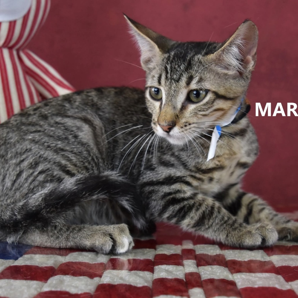 Martin