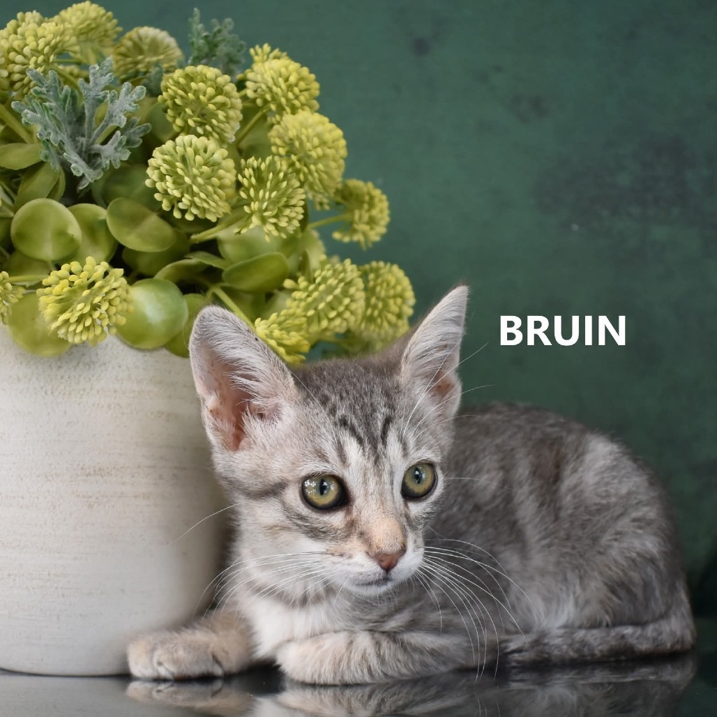 Bruin