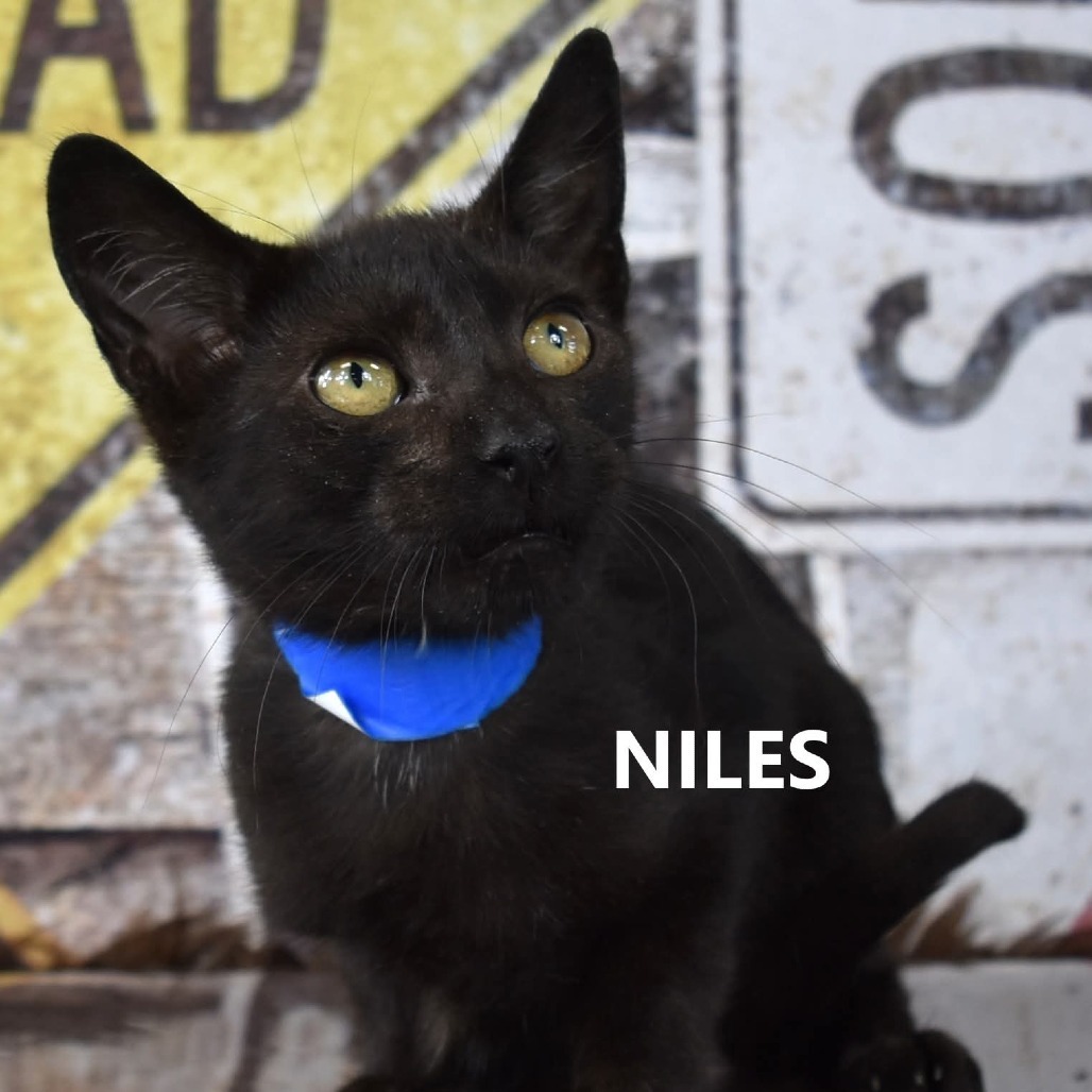 Niles, an adoptable Domestic Short Hair in Yuma, AZ, 85365 | Photo Image 1