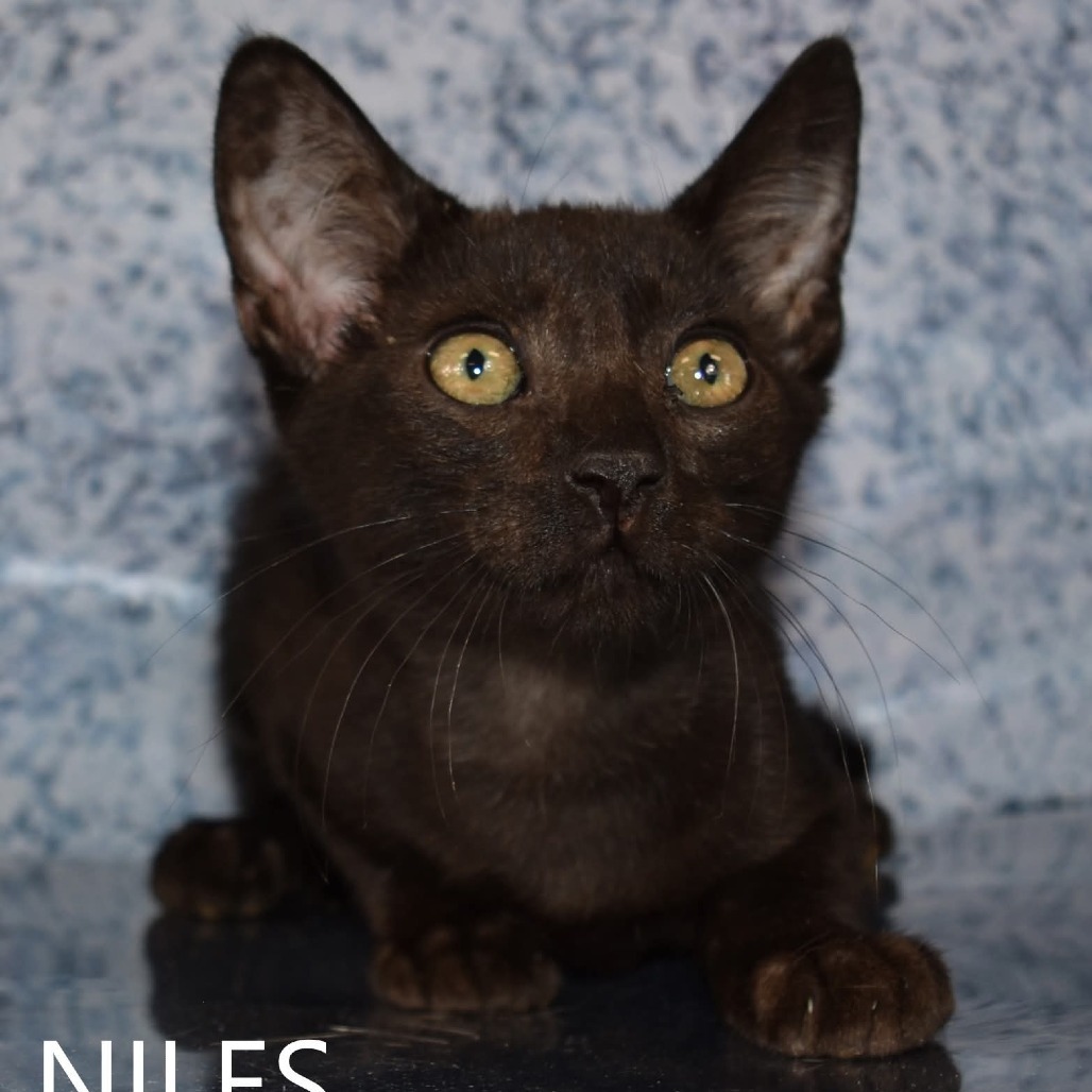 Niles, an adoptable Domestic Short Hair in Yuma, AZ, 85365 | Photo Image 2