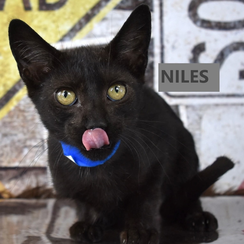 Niles