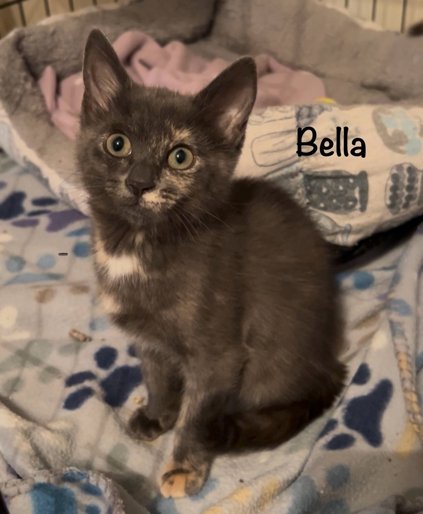 Bella