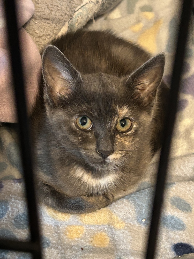 Bella