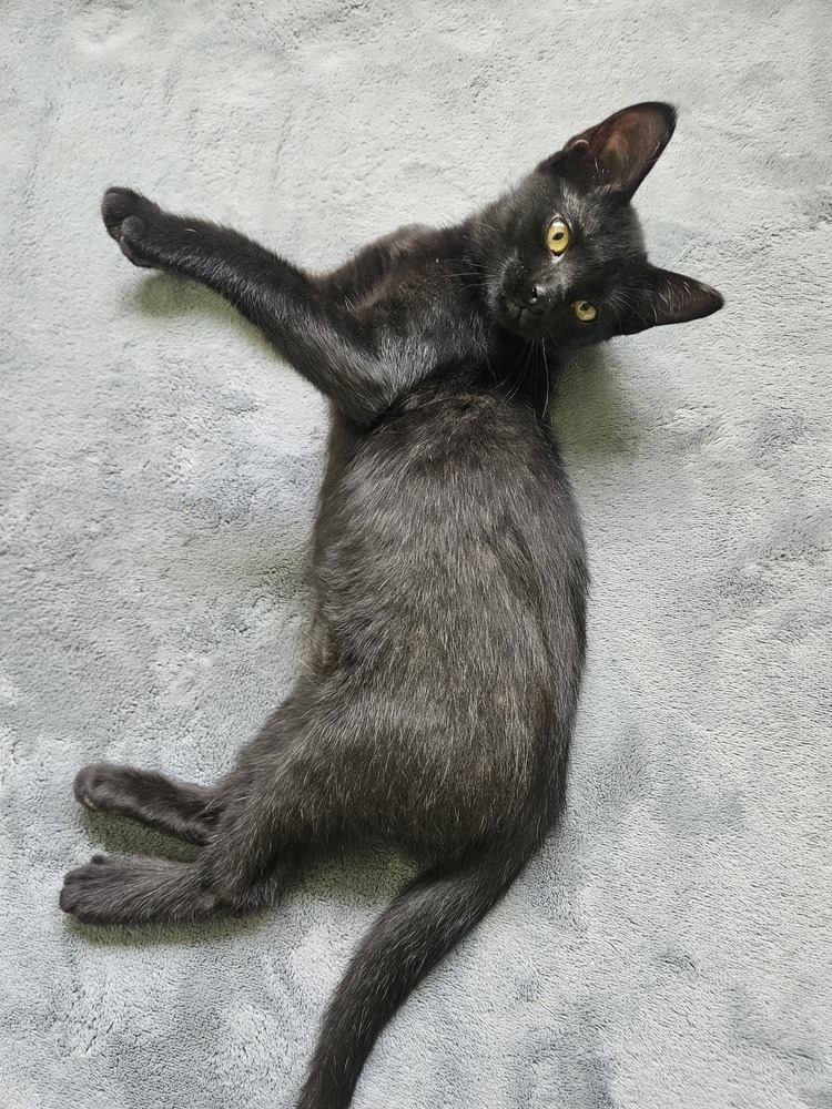 Umbreon