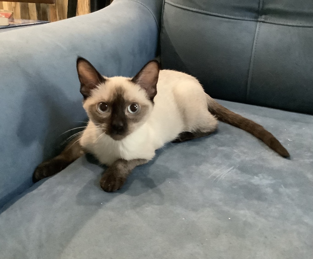 Andi