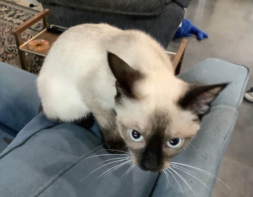Andi