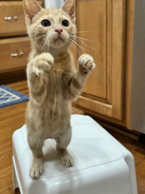 Arturo