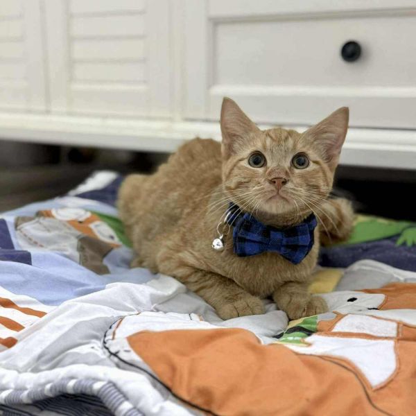 Simba
