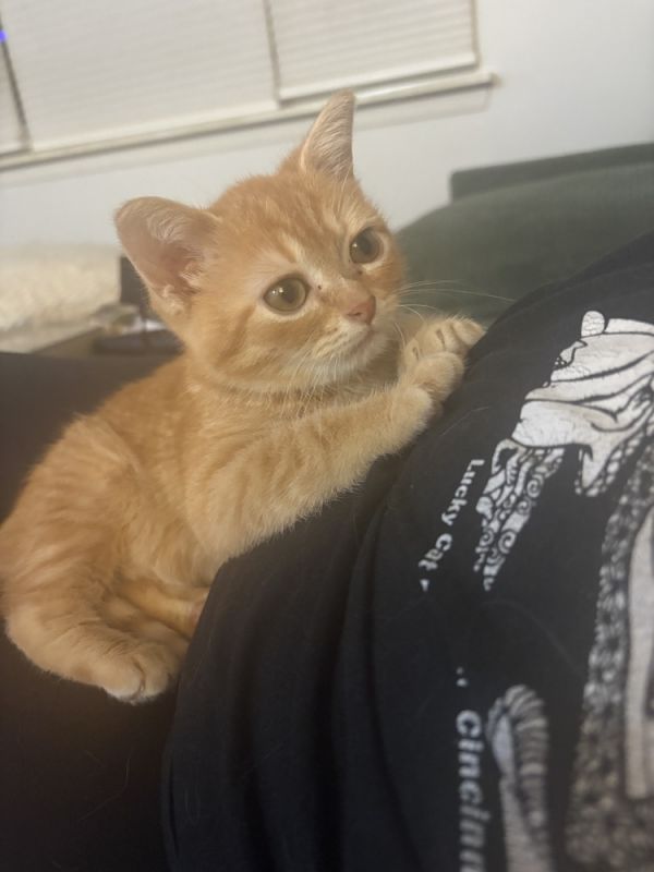 Calcifer
