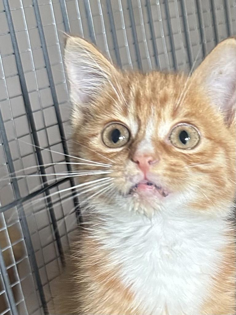 Robert, an adoptable Domestic Short Hair in Cloquet, MN, 55720 | Photo Image 1