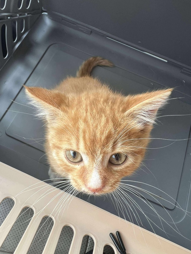 Robert, an adoptable Domestic Short Hair in Cloquet, MN, 55720 | Photo Image 2