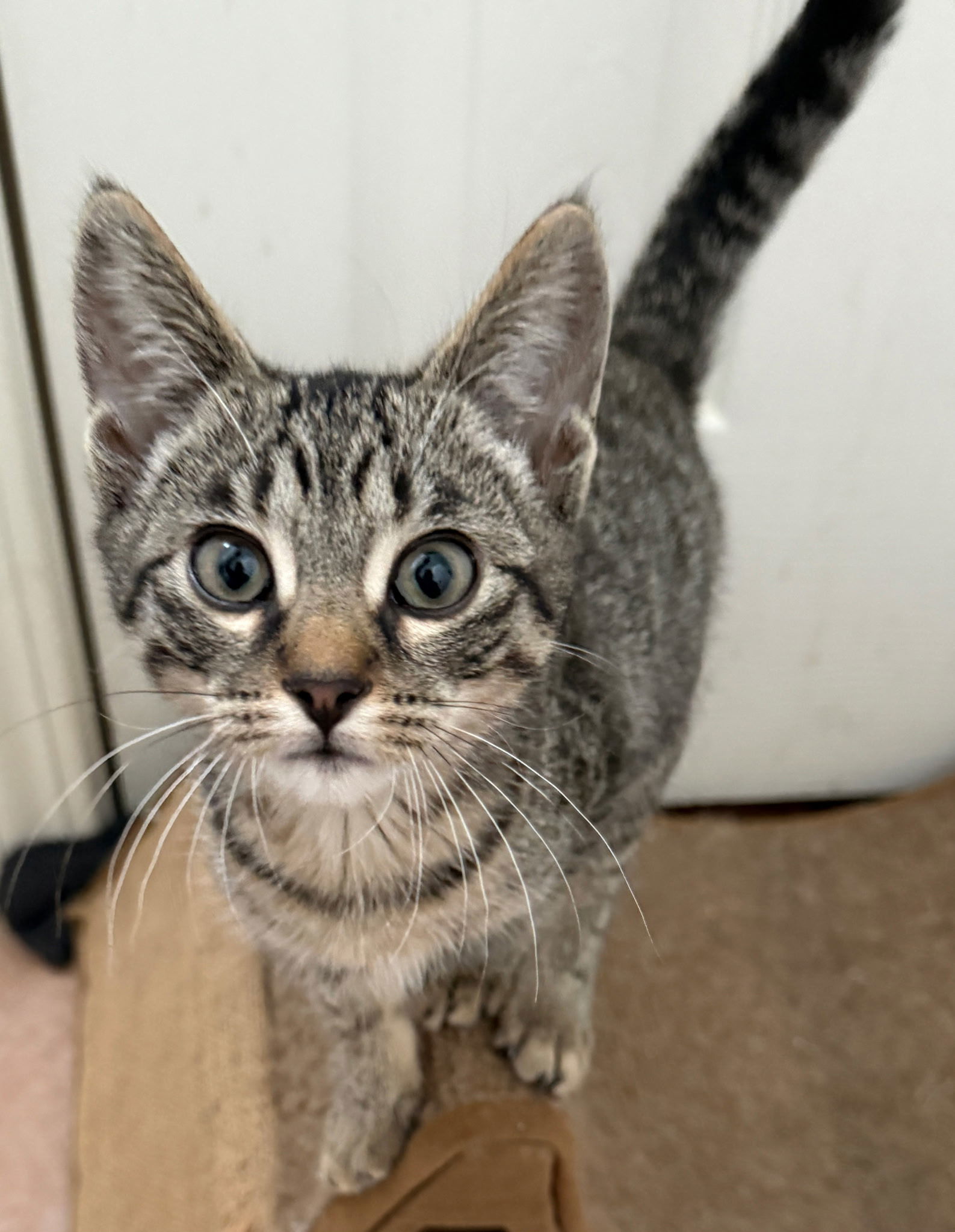 KITTEN PRINCESS BELLE