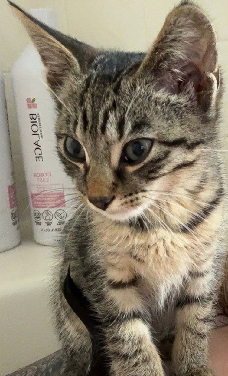 KITTEN PRINCESS BELLE