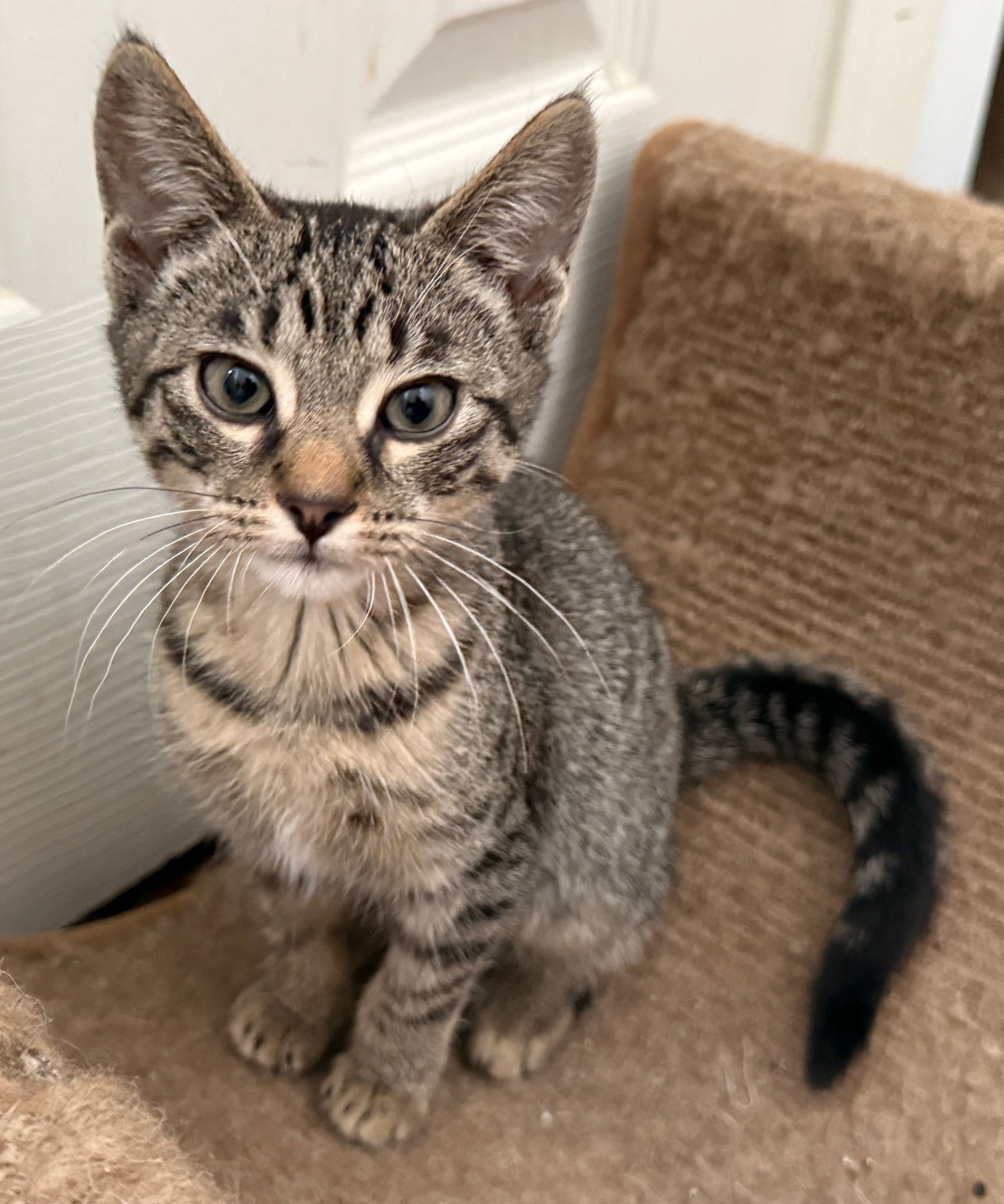 KITTEN PRINCESS BELLE