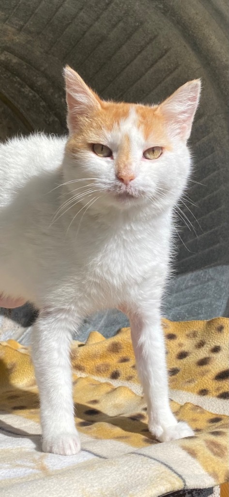 Penelope