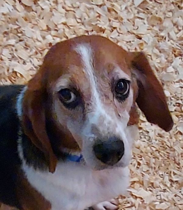 HUCKLEBERRY