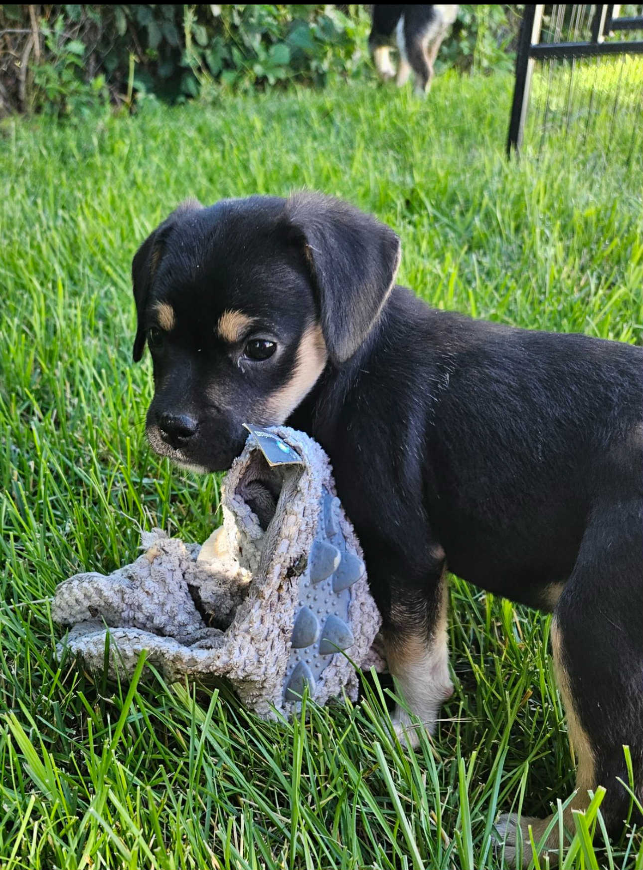 Speed, an adoptable Pug, Australian Cattle Dog / Blue Heeler in Midway, UT, 84049 | Photo Image 1