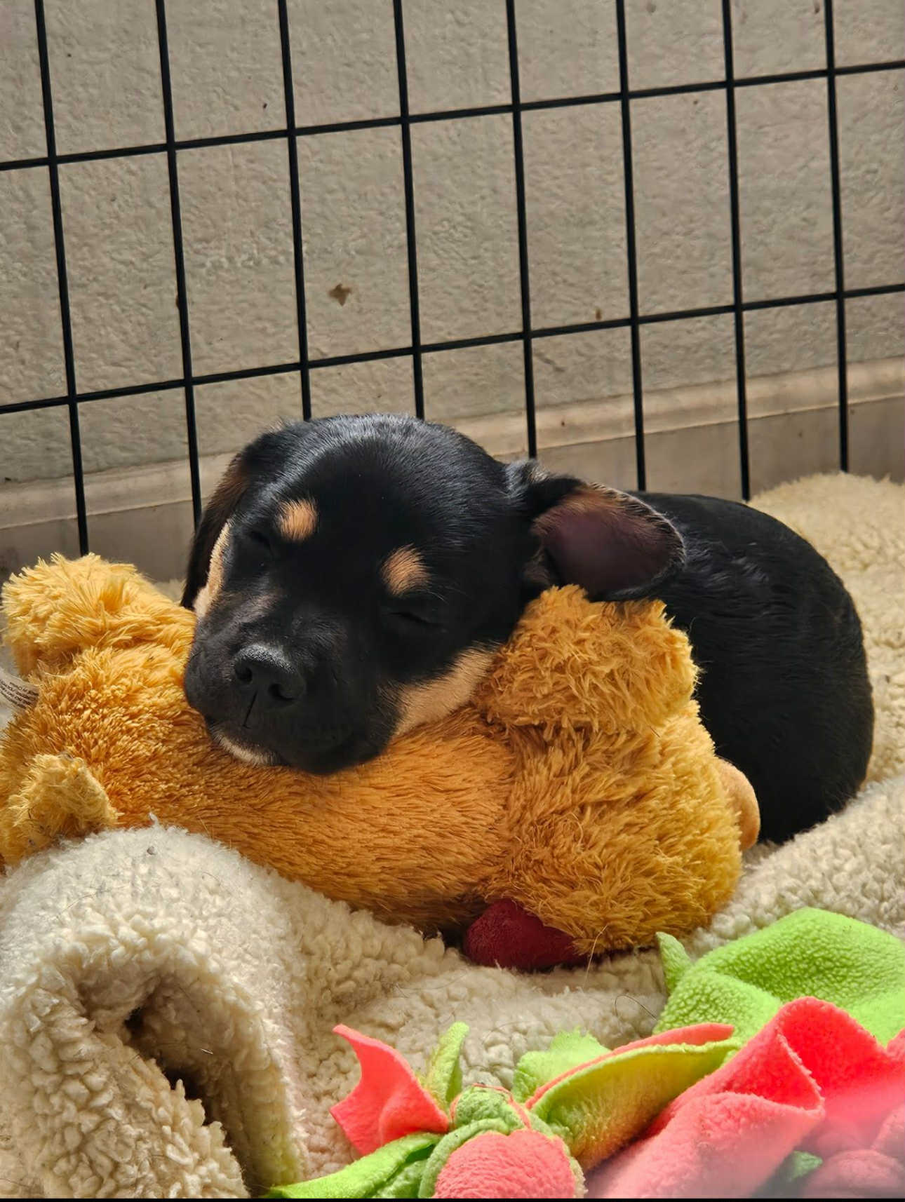 Speed, an adoptable Pug, Australian Cattle Dog / Blue Heeler in Midway, UT, 84049 | Photo Image 2