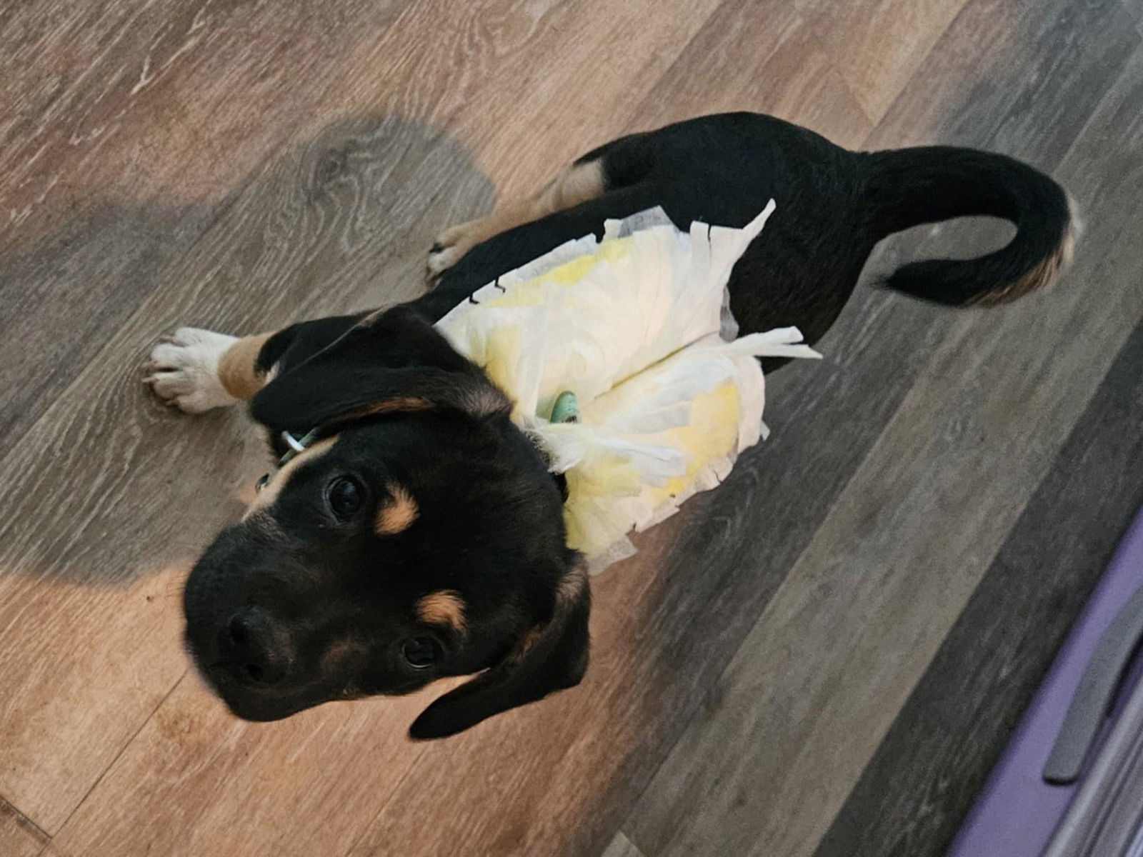 Speed, an adoptable Pug, Australian Cattle Dog / Blue Heeler in Midway, UT, 84049 | Photo Image 3