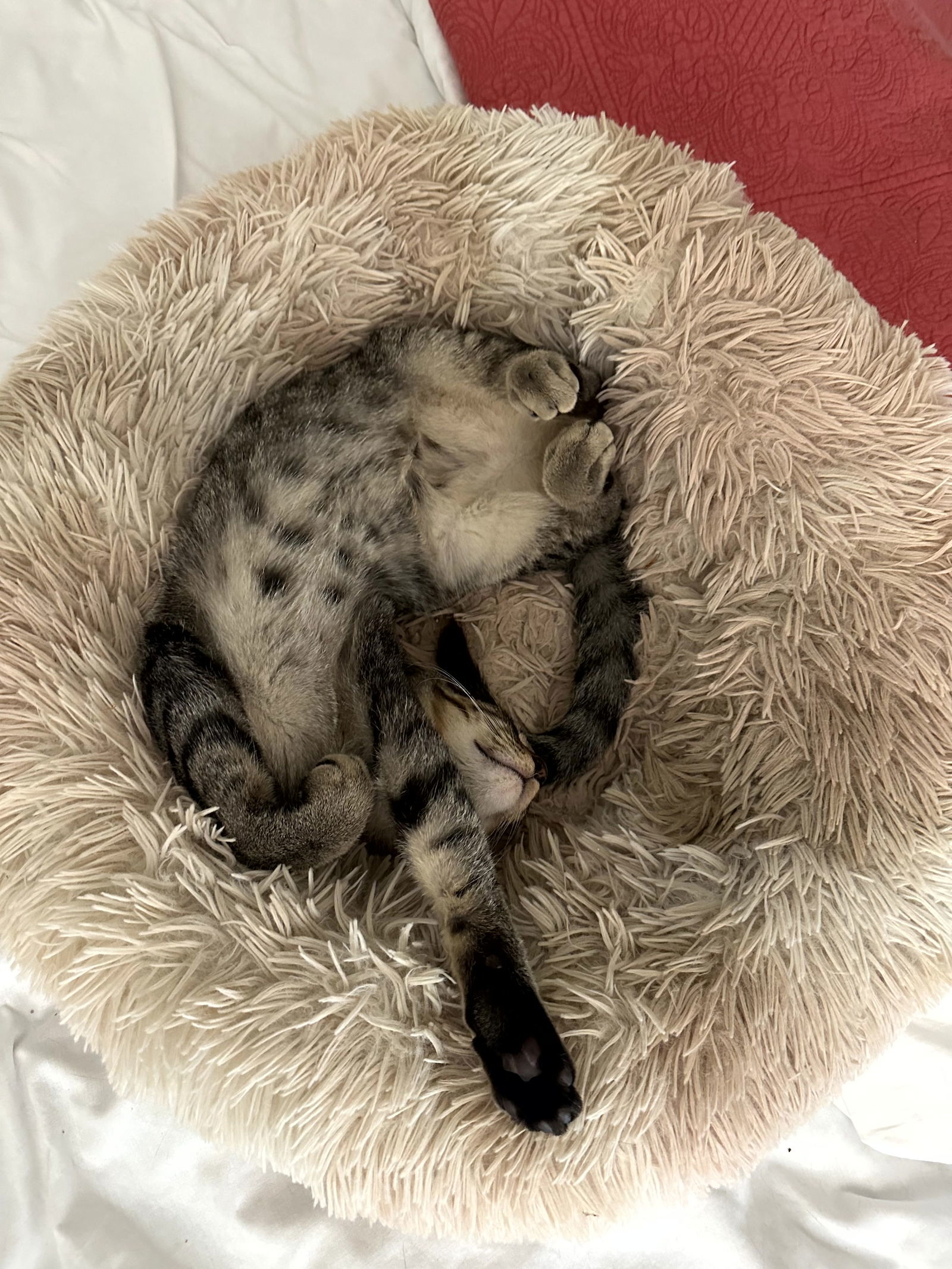 Bravo, an adoptable Domestic Short Hair, Tabby in Traverse City, MI, 49686 | Photo Image 1